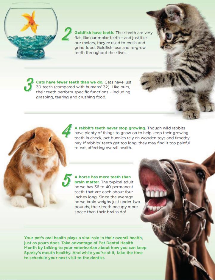 5 pet dental facts page 2