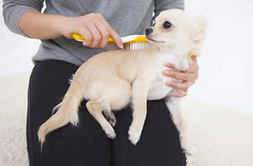 愛犬が喜ぶ効果的なブラッシング方法