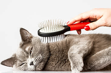 愛猫が喜ぶ効果的なブラッシング方法