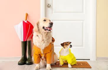 犬用お洋服のメリットとは？