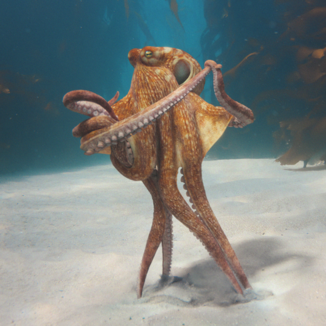An octopus stands upright on its back legs in the sand, showcasing its unique posture and vibrant colors.