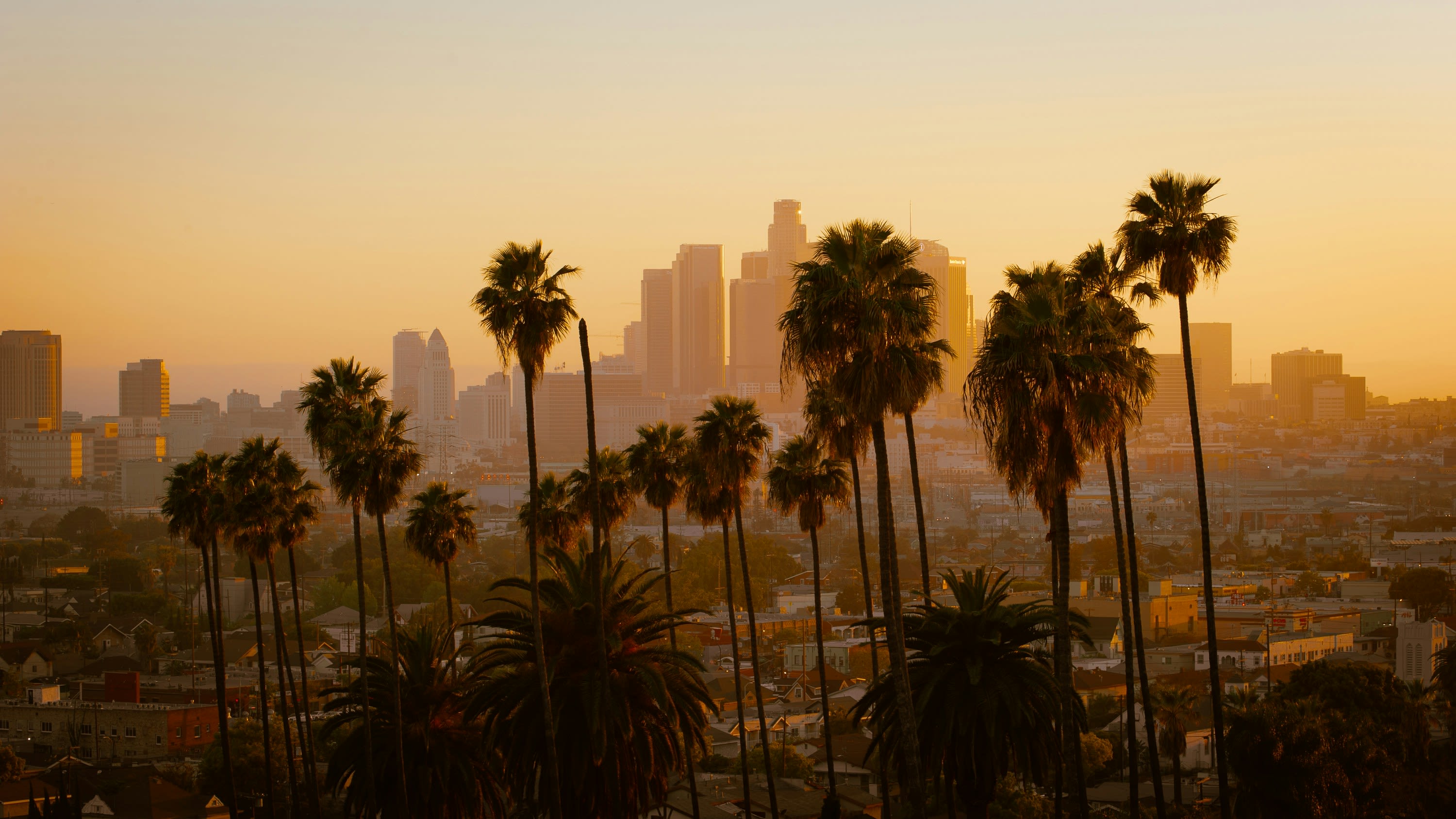 Sunset view over a city skyline with tall buildings and palm trees in the foreground. warm golden light bathes the scene.