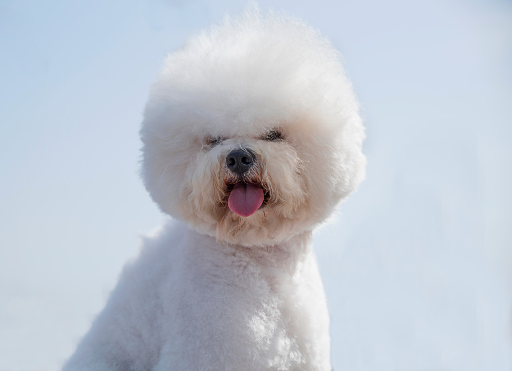 Bichon Frise