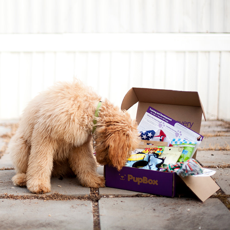 Puppy Gift Box Canada The Best Dog Subscription Boxes In