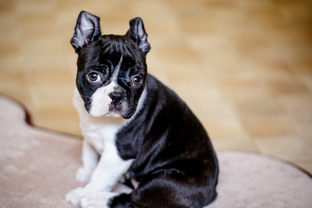 Boston Terrier puppies Care, training and more Pawzy