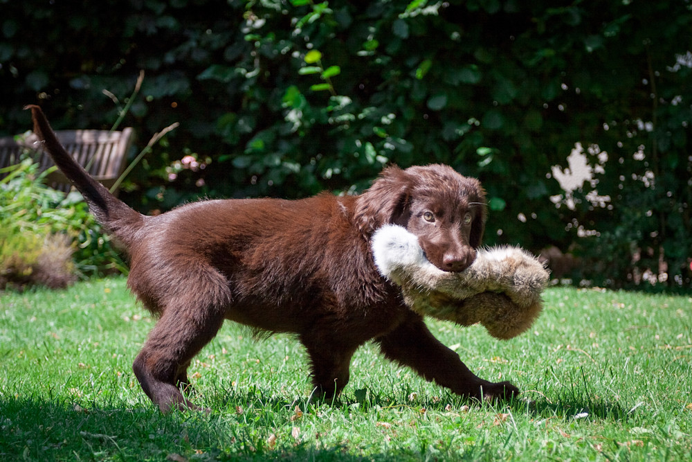 Flat-Coated Retriever Puppy