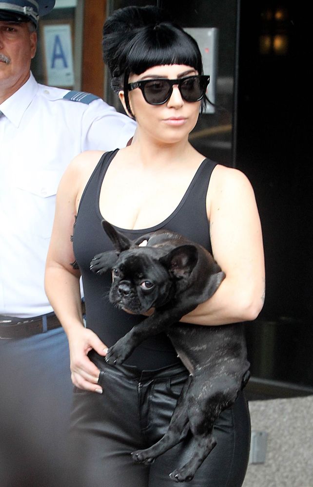 gaga-dog