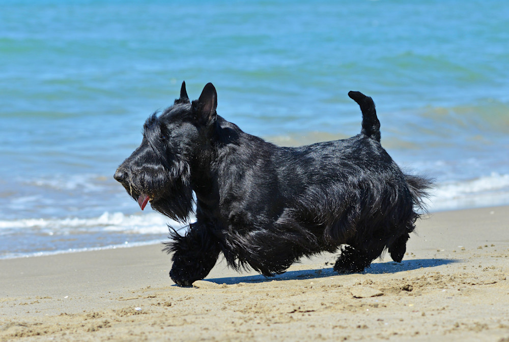 Scottish Terrier Puppy