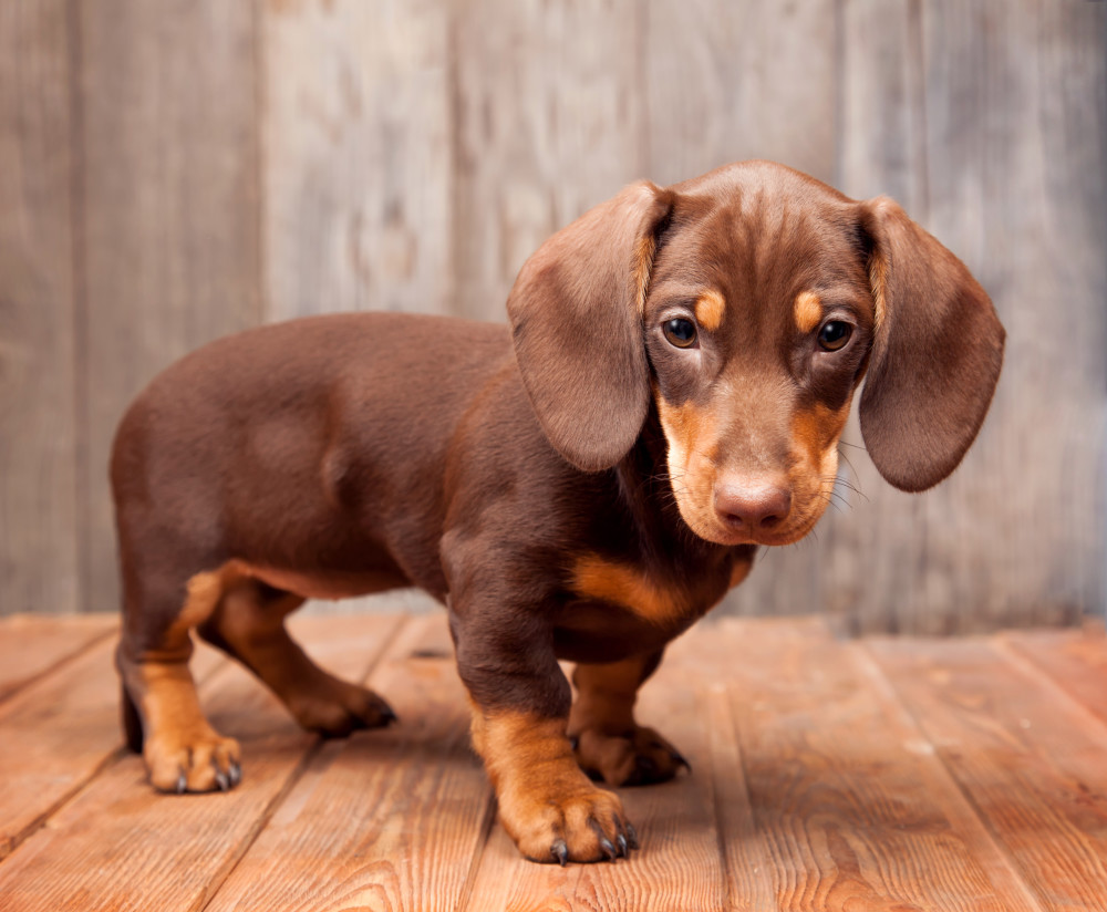 Dachshund Puppy