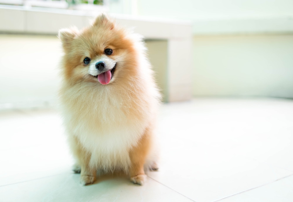 Pomeranian