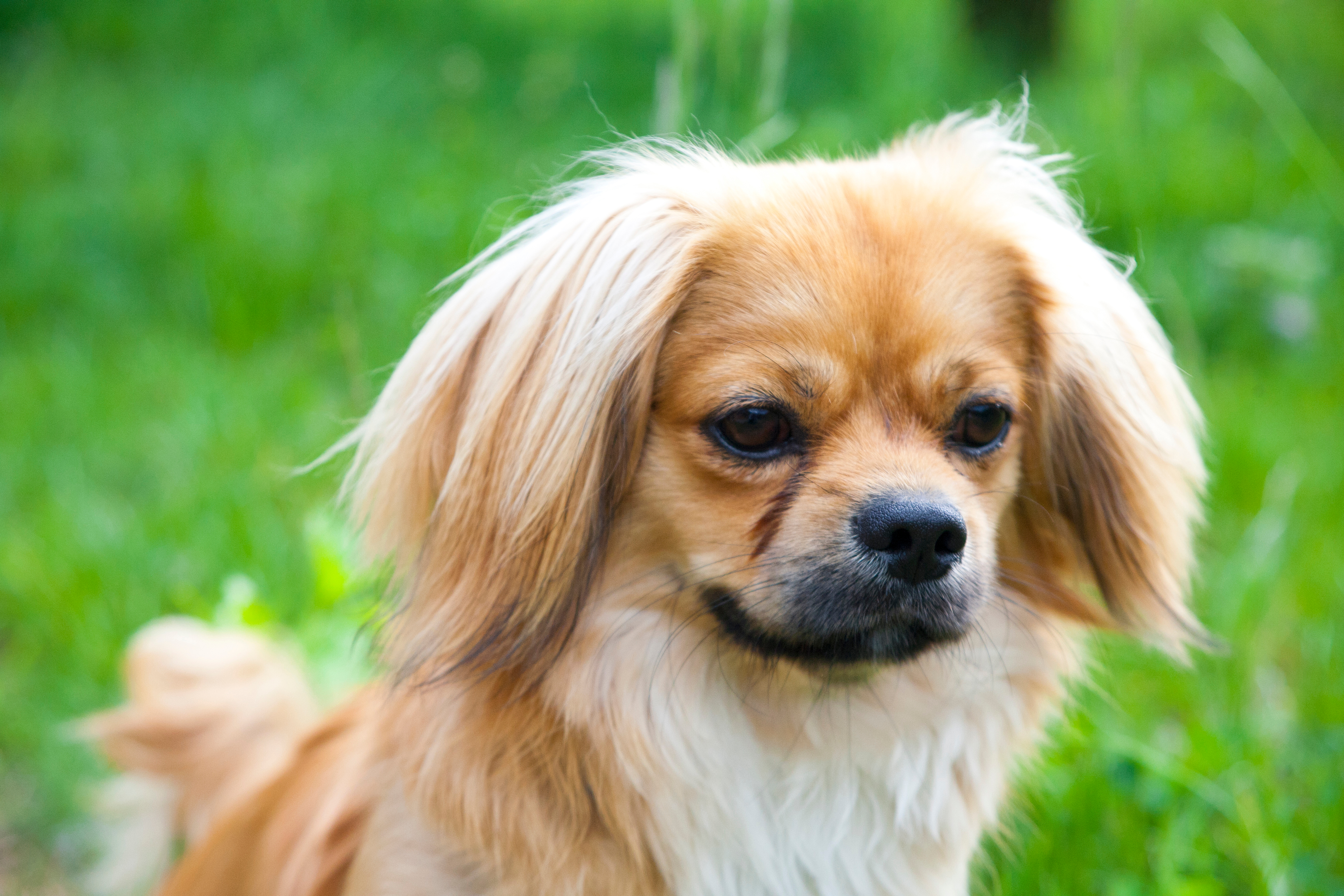 are pekingese hypoallergenic