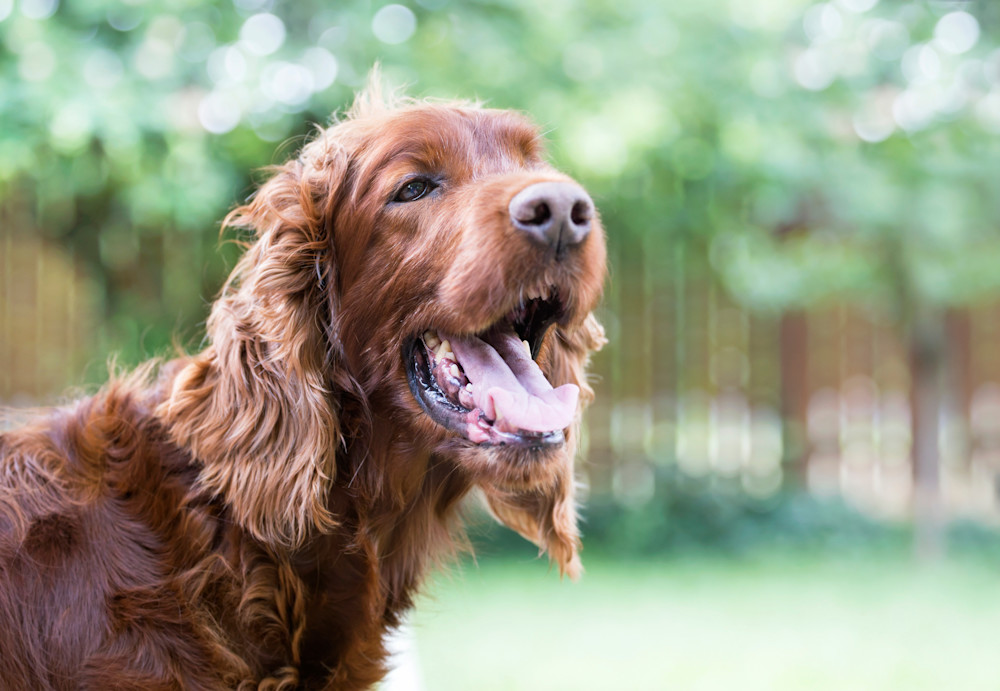 does the irish setter have gastrointestinal signs