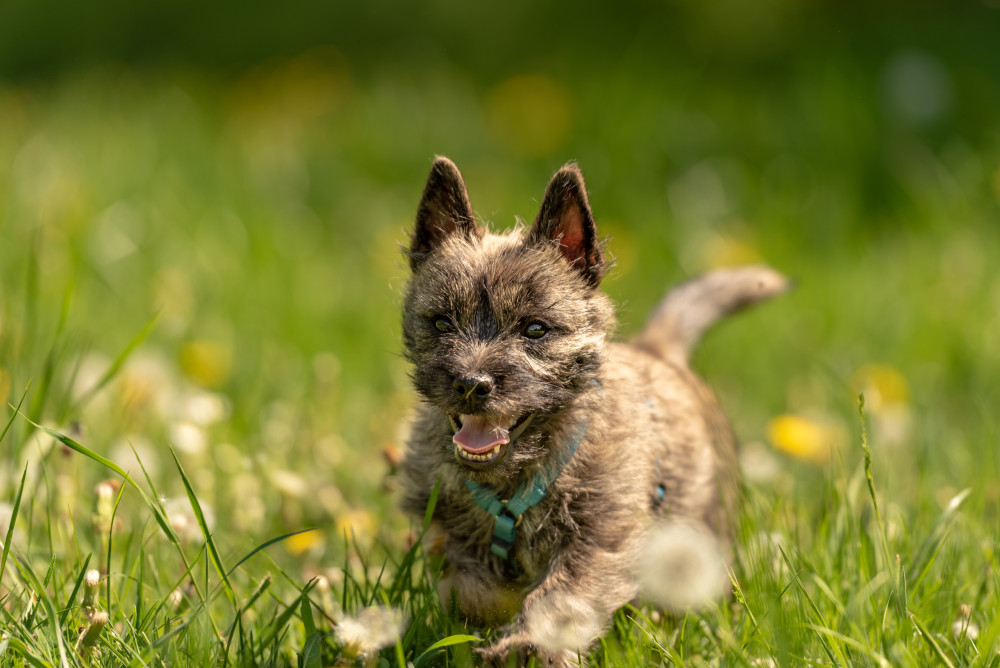 Cairn Terrier Puppy