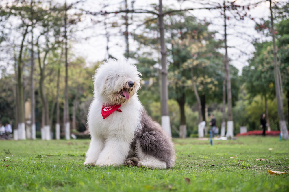 Old English Sheepdog