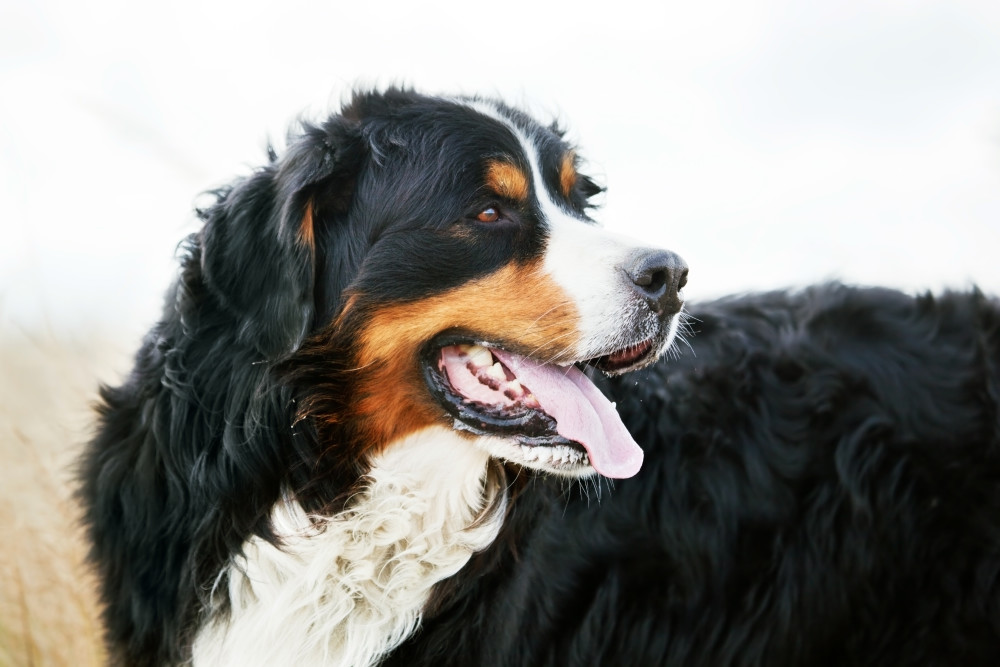 Bernese Mountain Dog