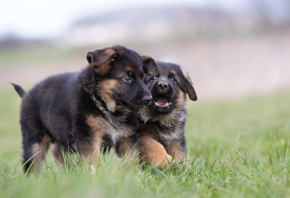 German Shepherd Puppy