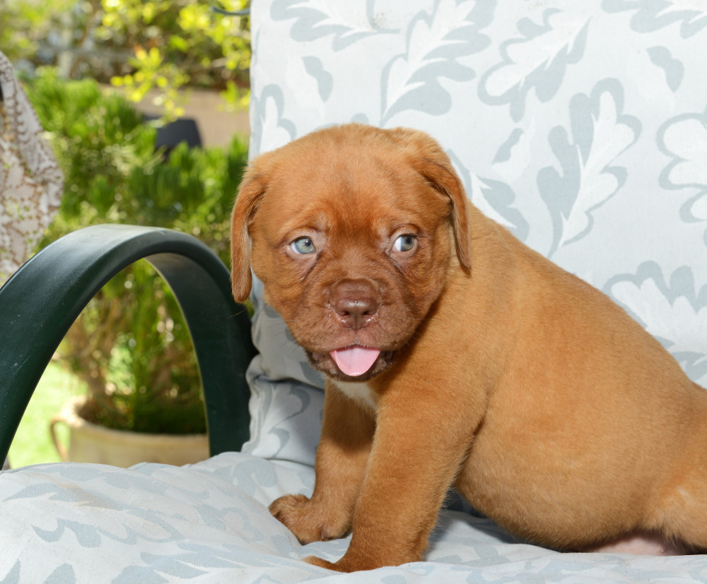 Dogue de Bordeaux puppies - Care, training and more | Pawzy