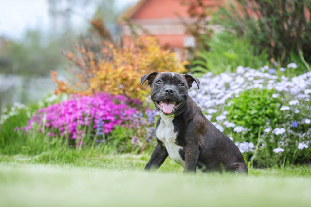 Staffordshire Bull Terrier Puppy