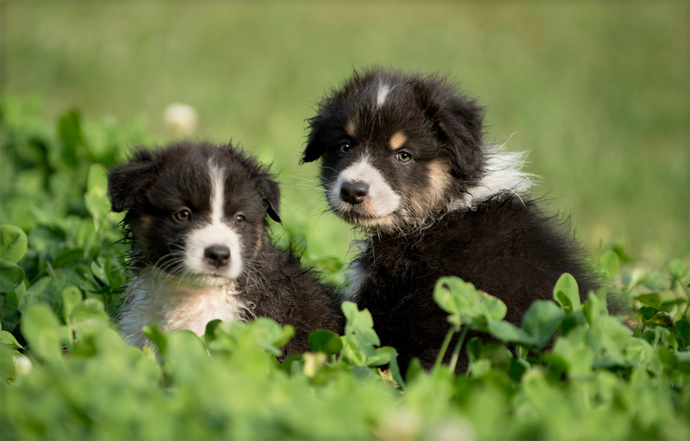 Australian Shepherd puppies - Care, training and more | Pawzy