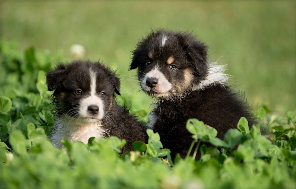 Australian Shepherd
