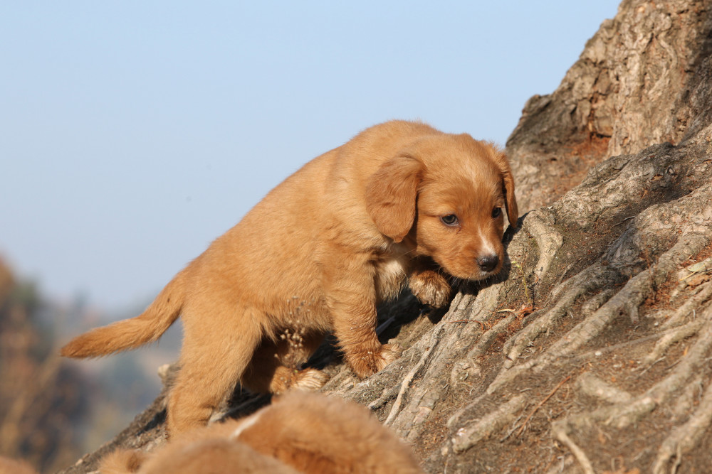 are nova scotia duck tolling retriever hypoallergenic