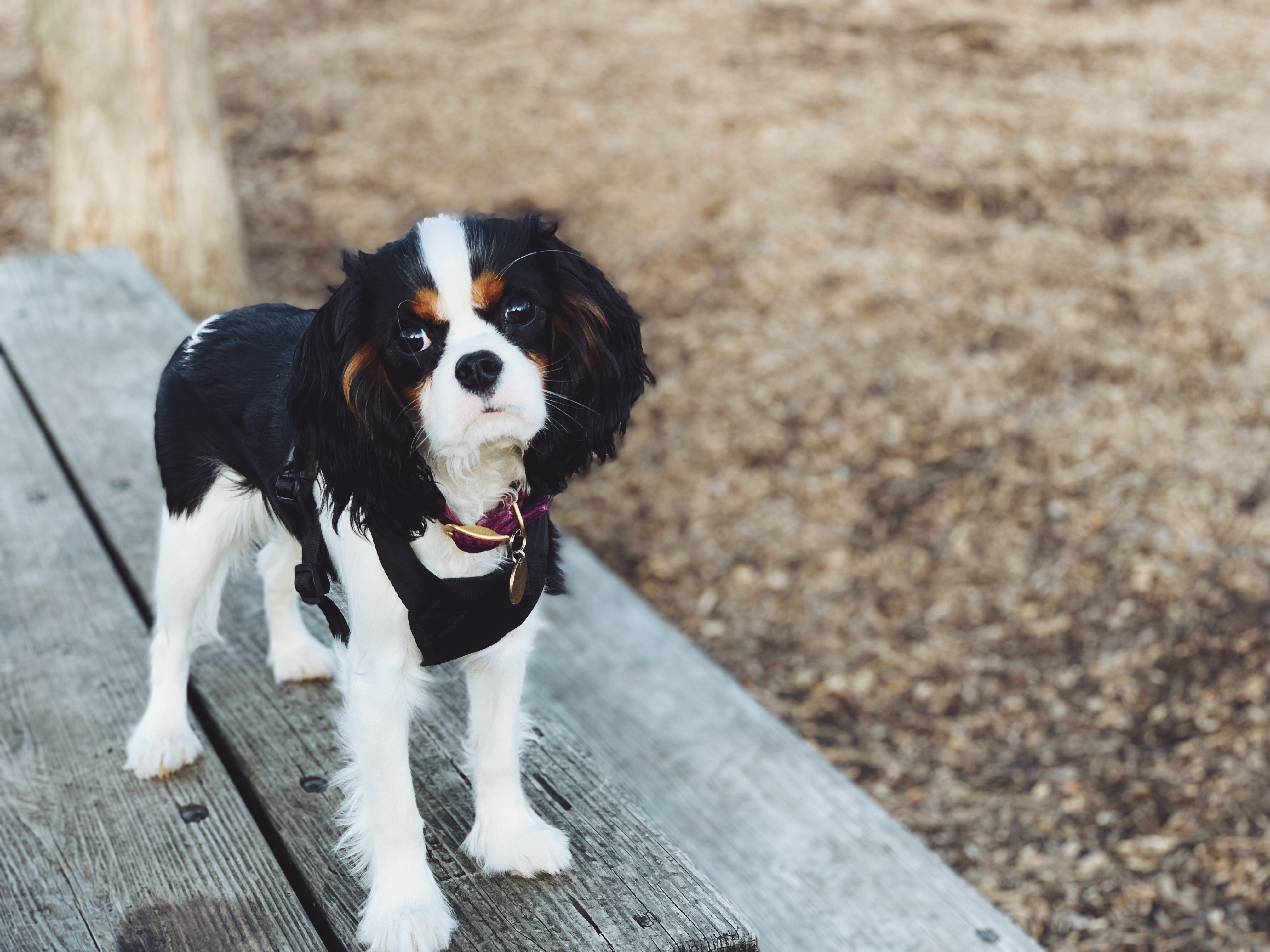 can a chesapeake bay retriever and a king charles spaniel be friends