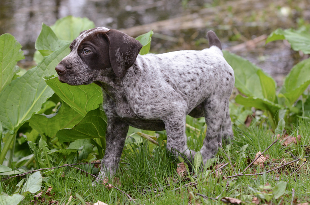 German Shorthaired Pointer Puppy