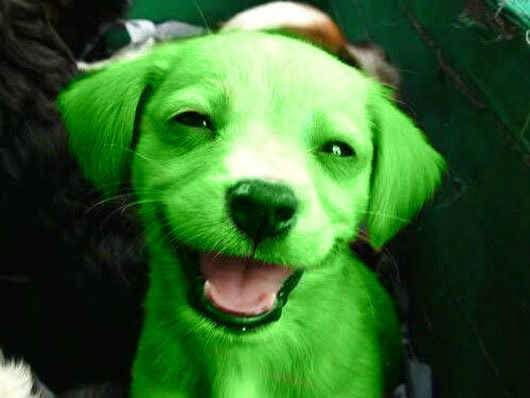 green-puppy-1