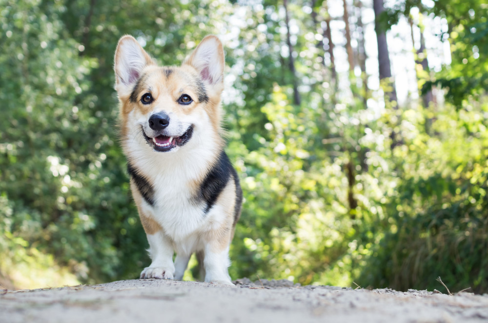 Pembroke Welsh Corgi