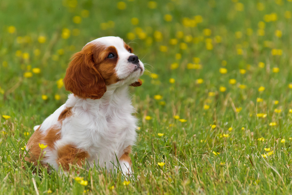 Cavalier King Charles Spaniel Puppy