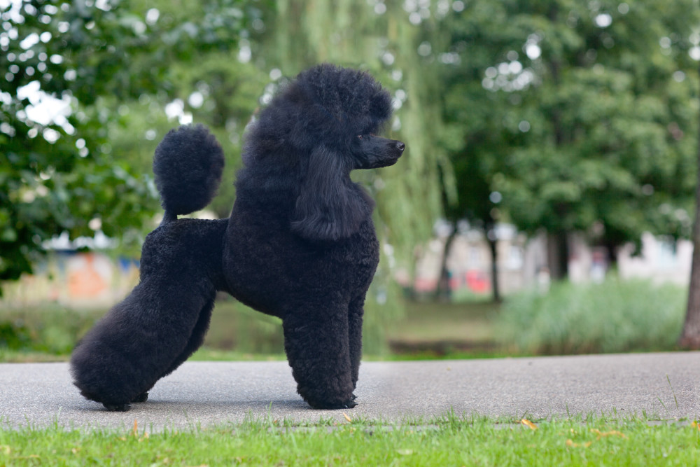 Standard Poodle