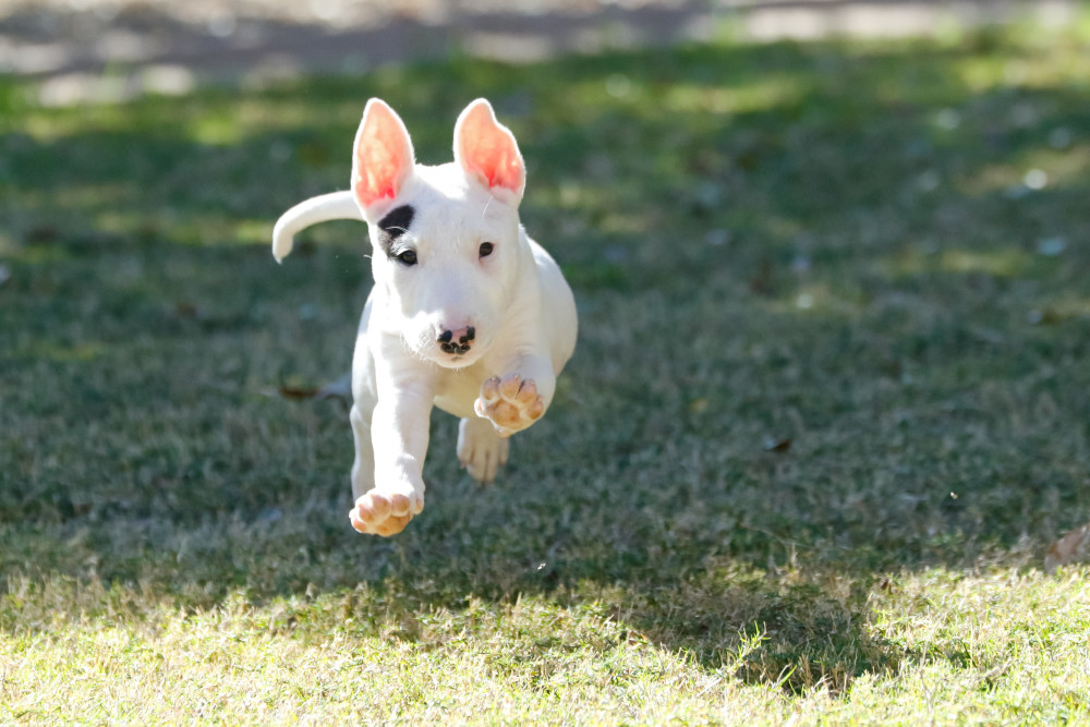 Bull Terrier puppy running