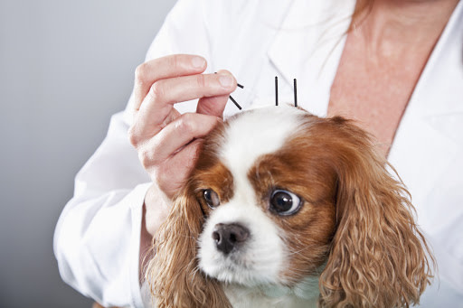 acupuncture-dog