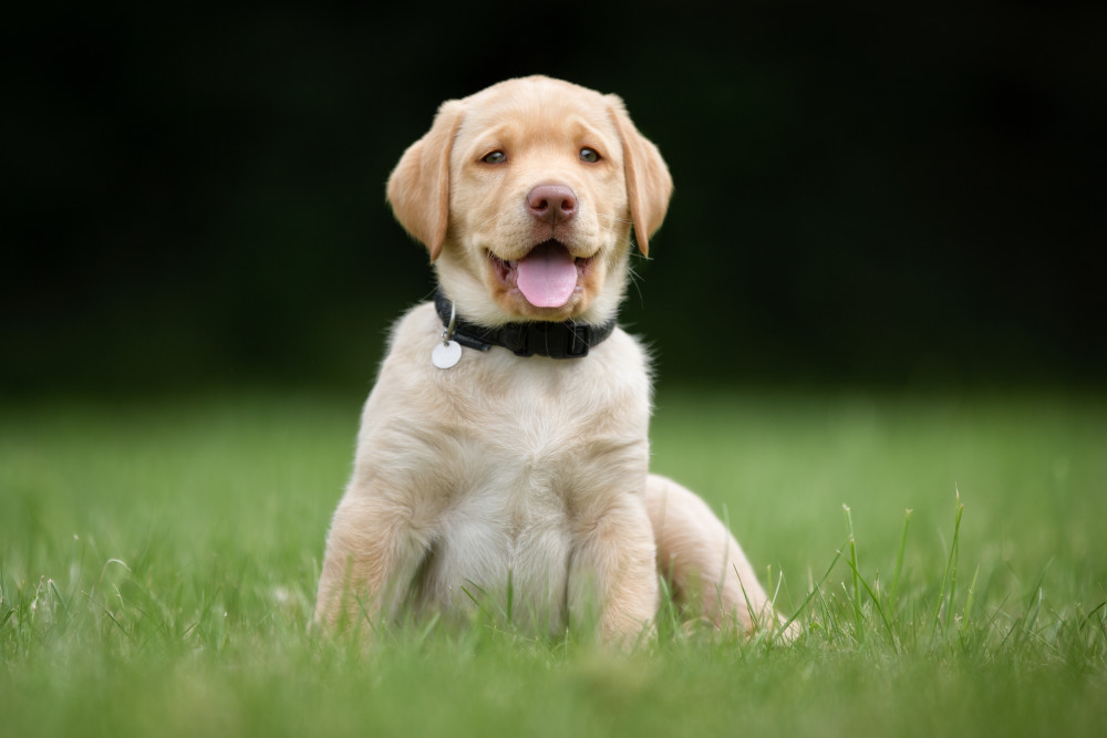 labrador-retriever-puppy-service-dog