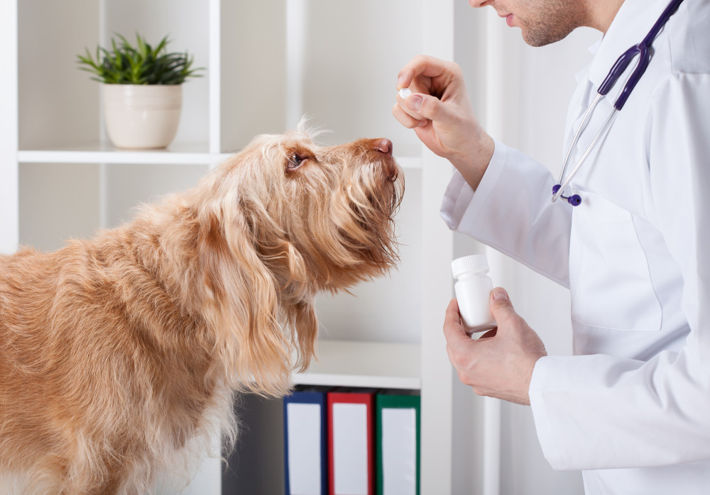 dog-vet-medicine