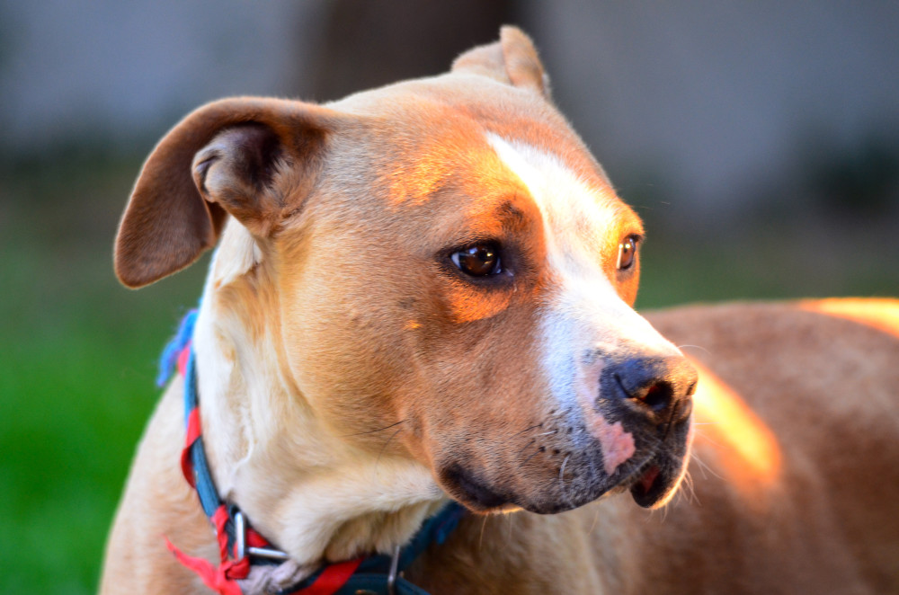 American Staffordshire Terrier