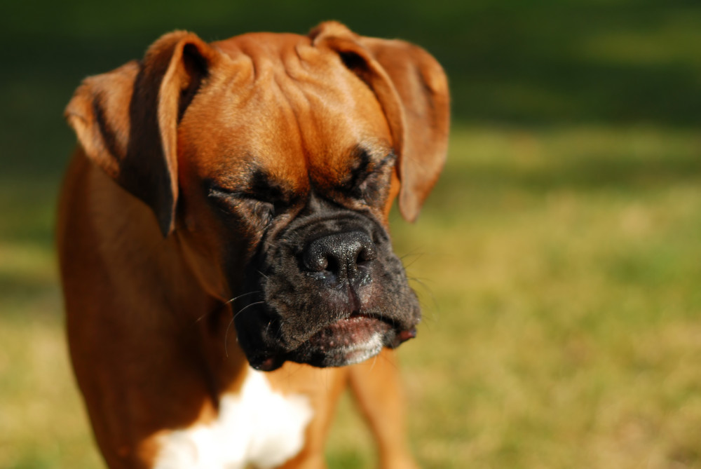 reverse-sneezing-dog