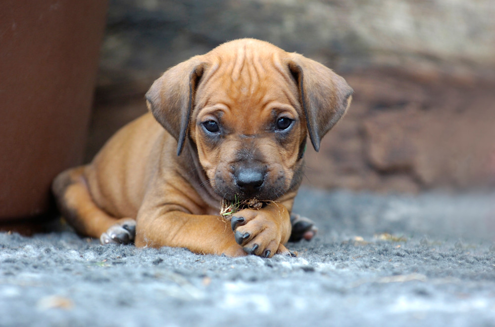 Rhodesian Ridgeback Puppy