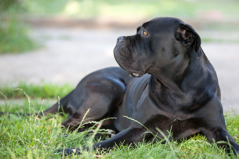 Cane Corso Dog food, grooming, health, exercise and more