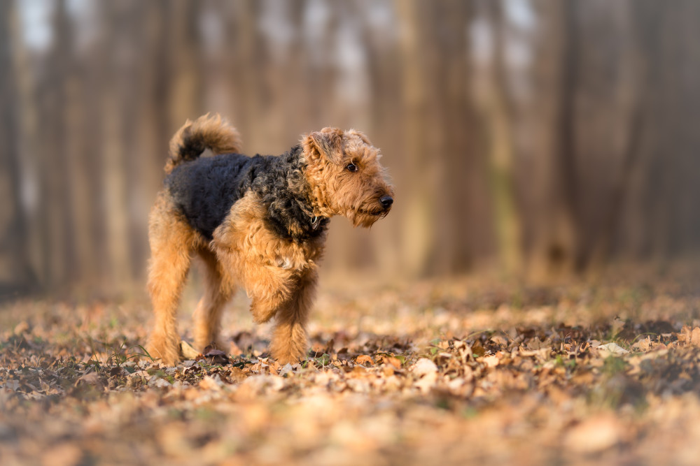 Airedale Terrier Puppy