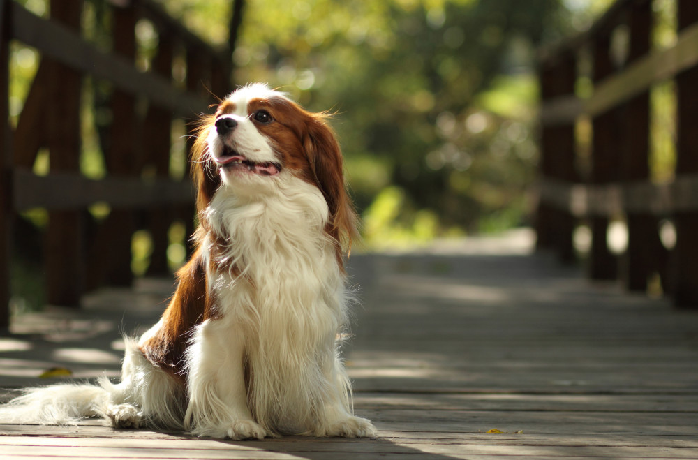 Cavalier King Charles Spaniel