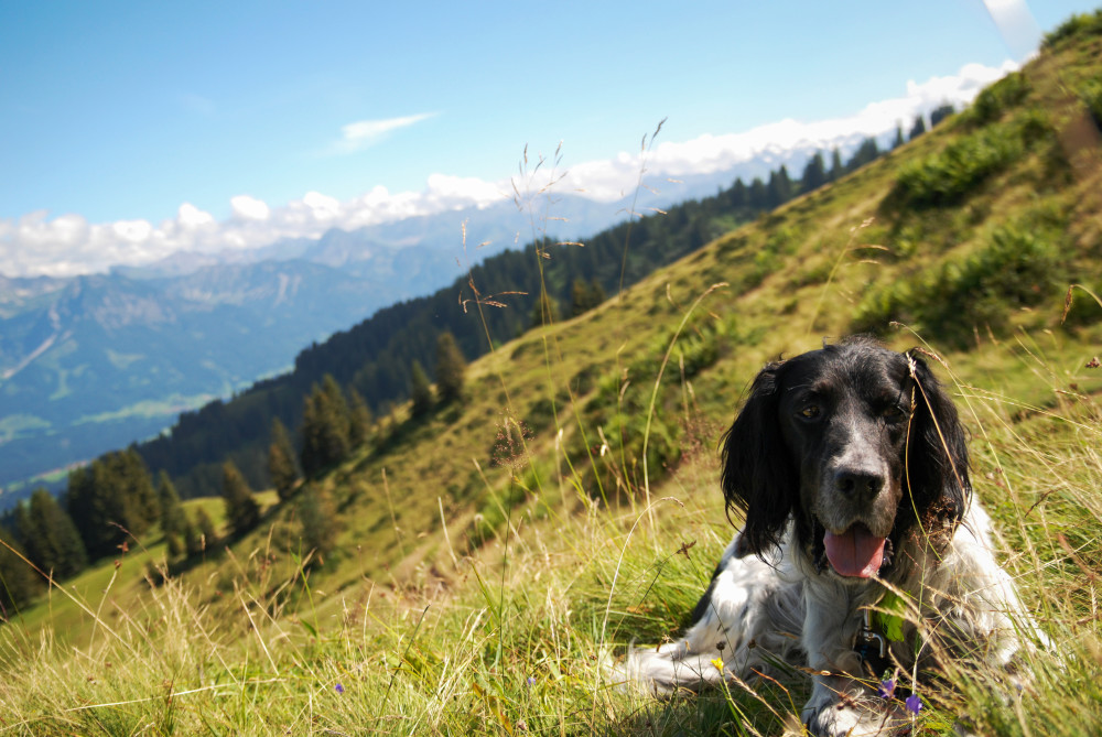 English Setter