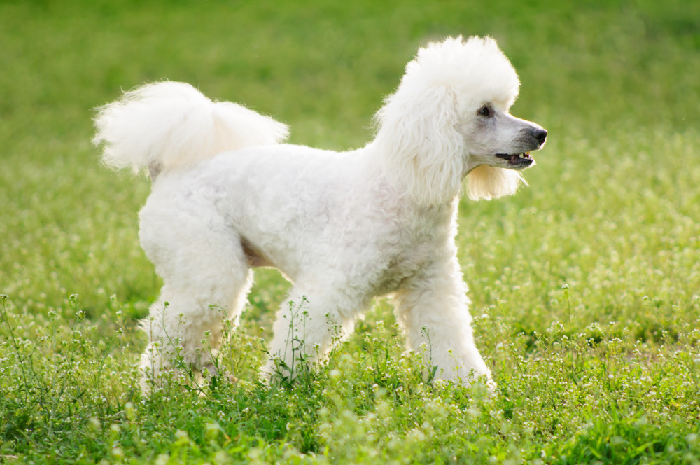 Miniature Poodle