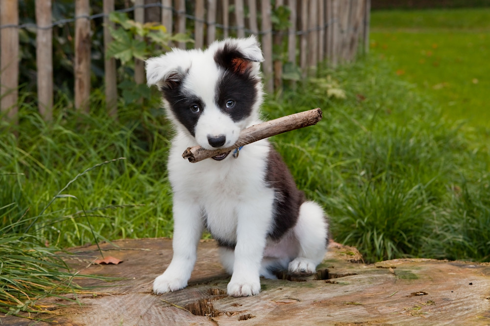 Border Collie Puppy