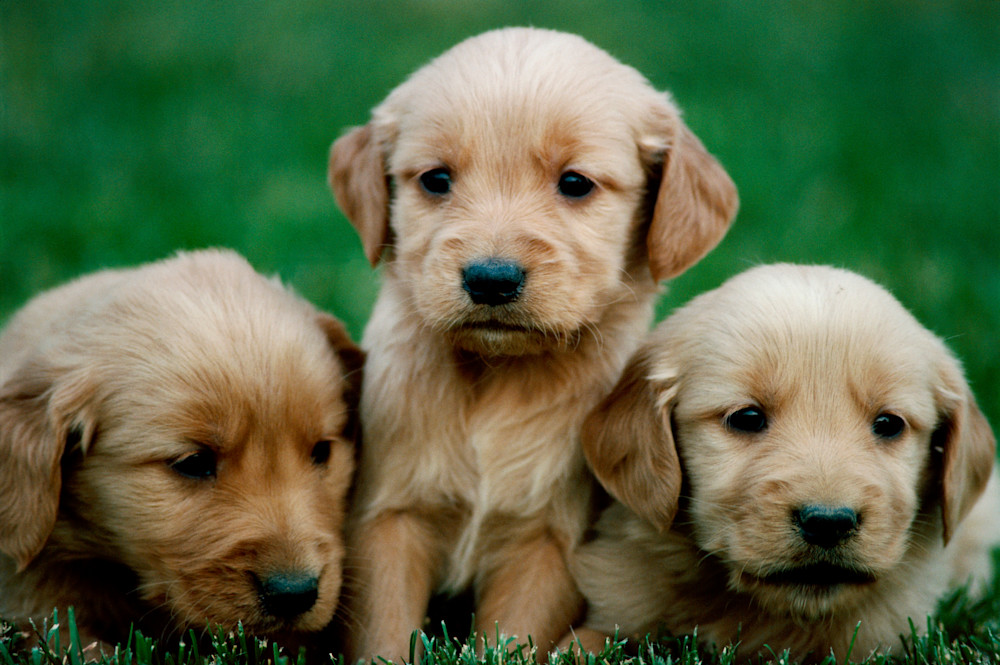 Golden Retriever Puppy