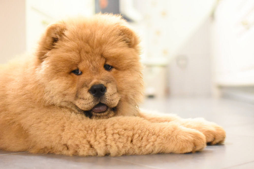 Chow Chow Puppy