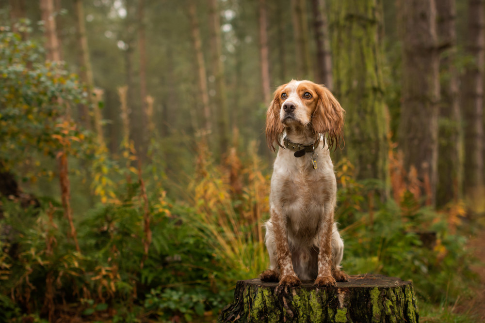 Cocker Spaniel