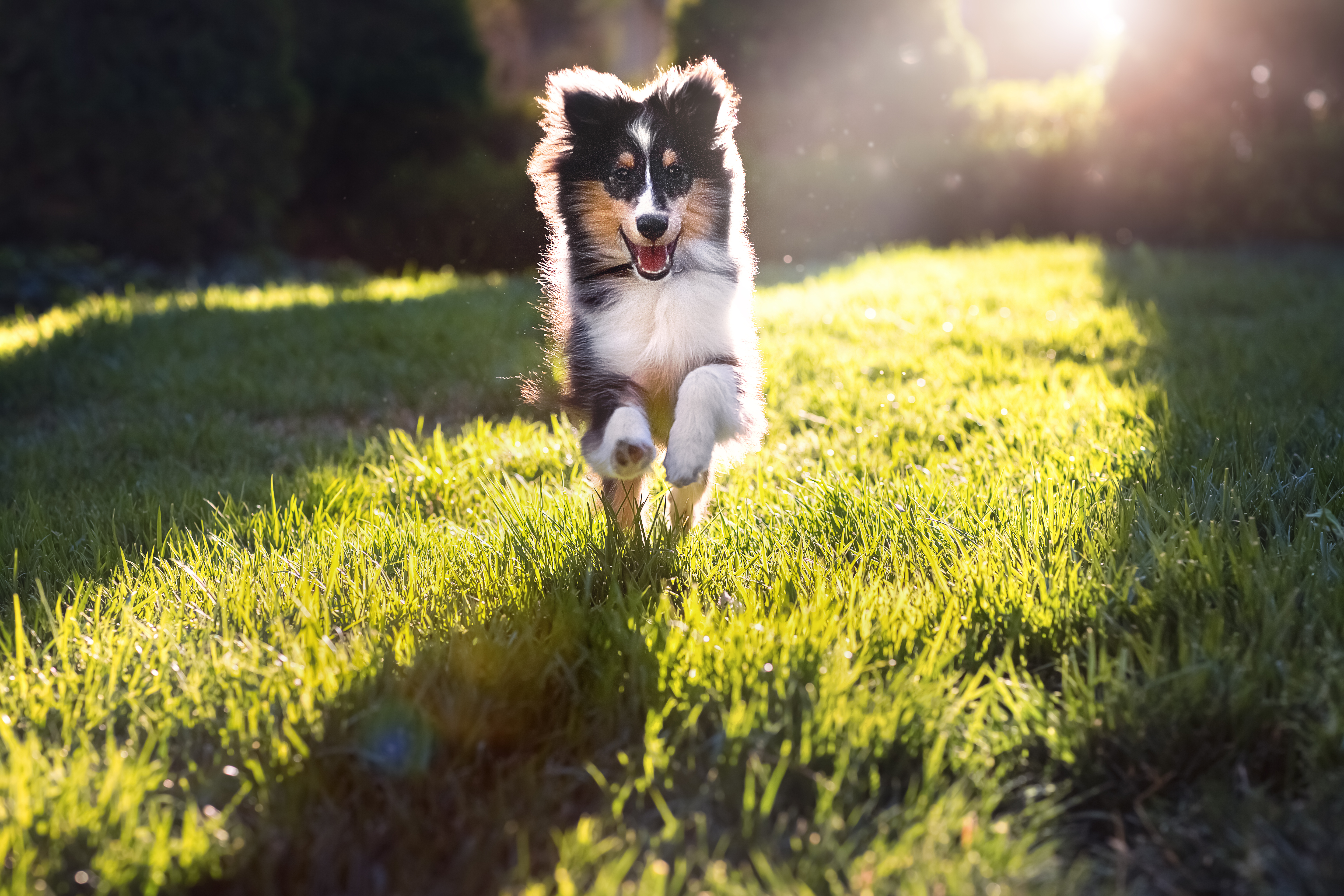 can a australian shepherd and a shetland sheepdog be friends