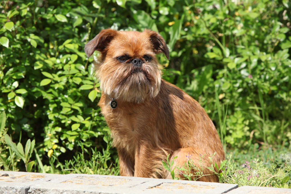 Does The Brussels Griffon Have Infectious Disease