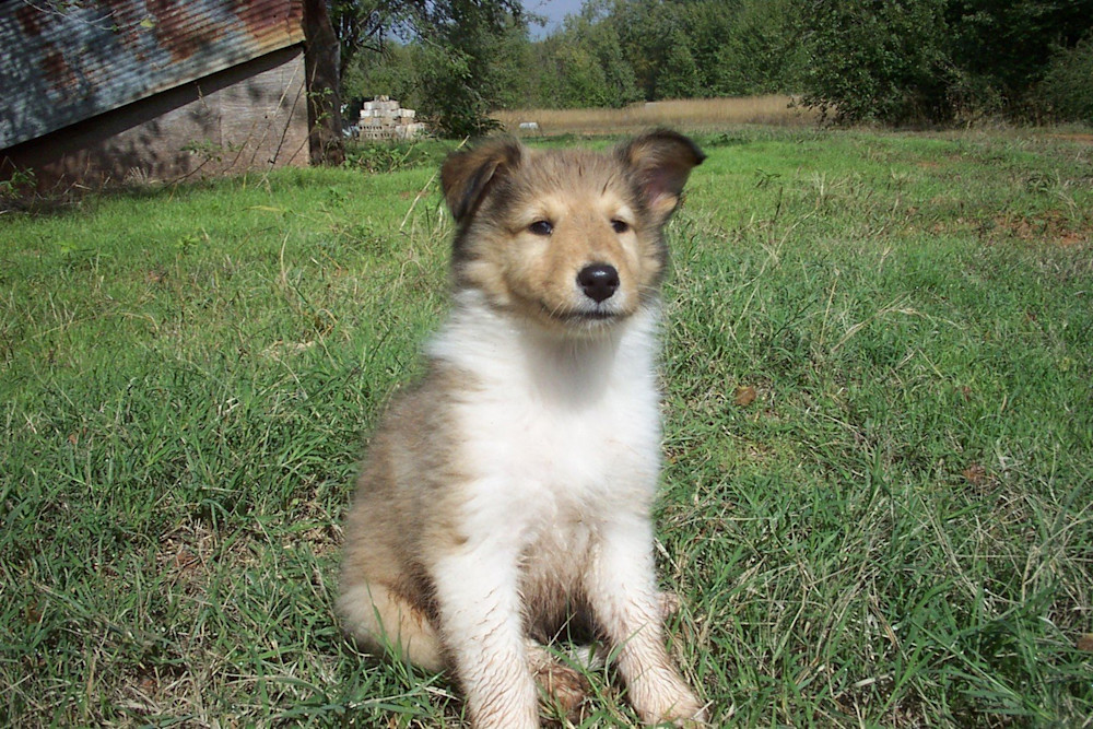 Collie Puppy